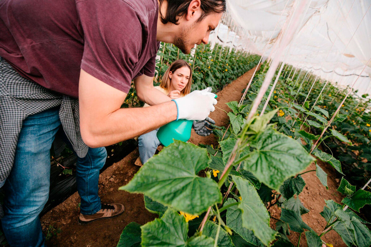 Опрыскиевам огурцы от болезней
