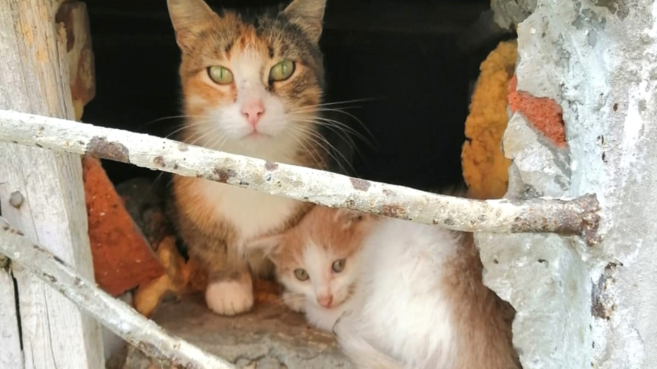 Несколько пожеланий к плодильщикам домашних питомцев и к добрым людям