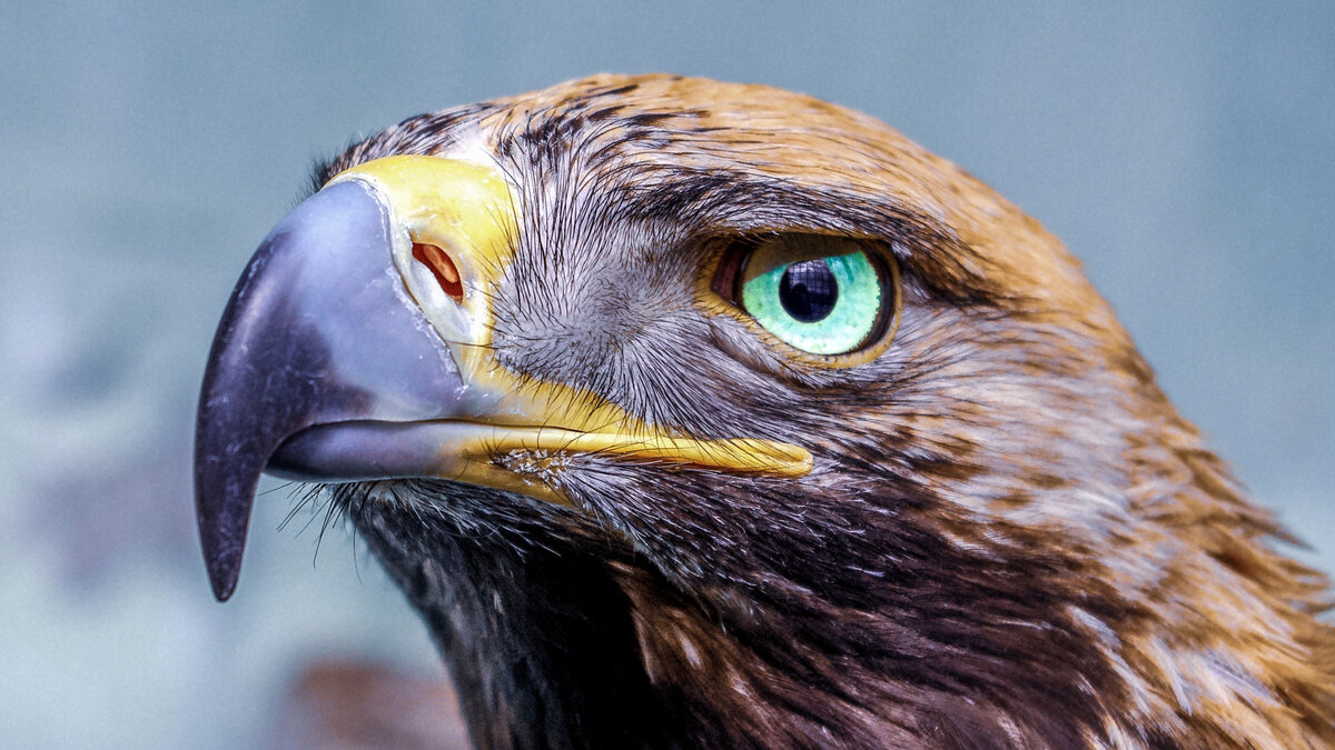 Характерный облик головы хищной птицы