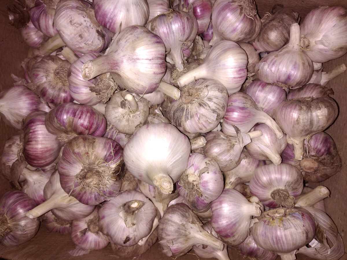 5+и 4-3разный.крупный и средний. 