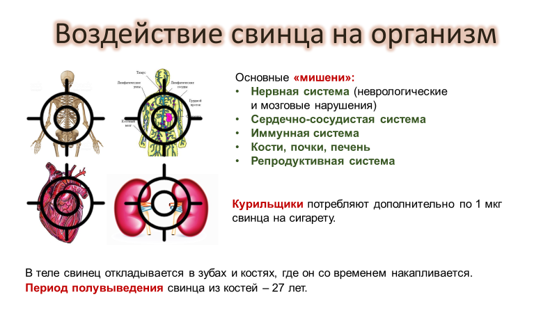 Свинец влияние на организм. Воздействие свинца. Влияние свинца на нервную систему. Влияние свинца на белки. Как свинец влияет на организм человека.