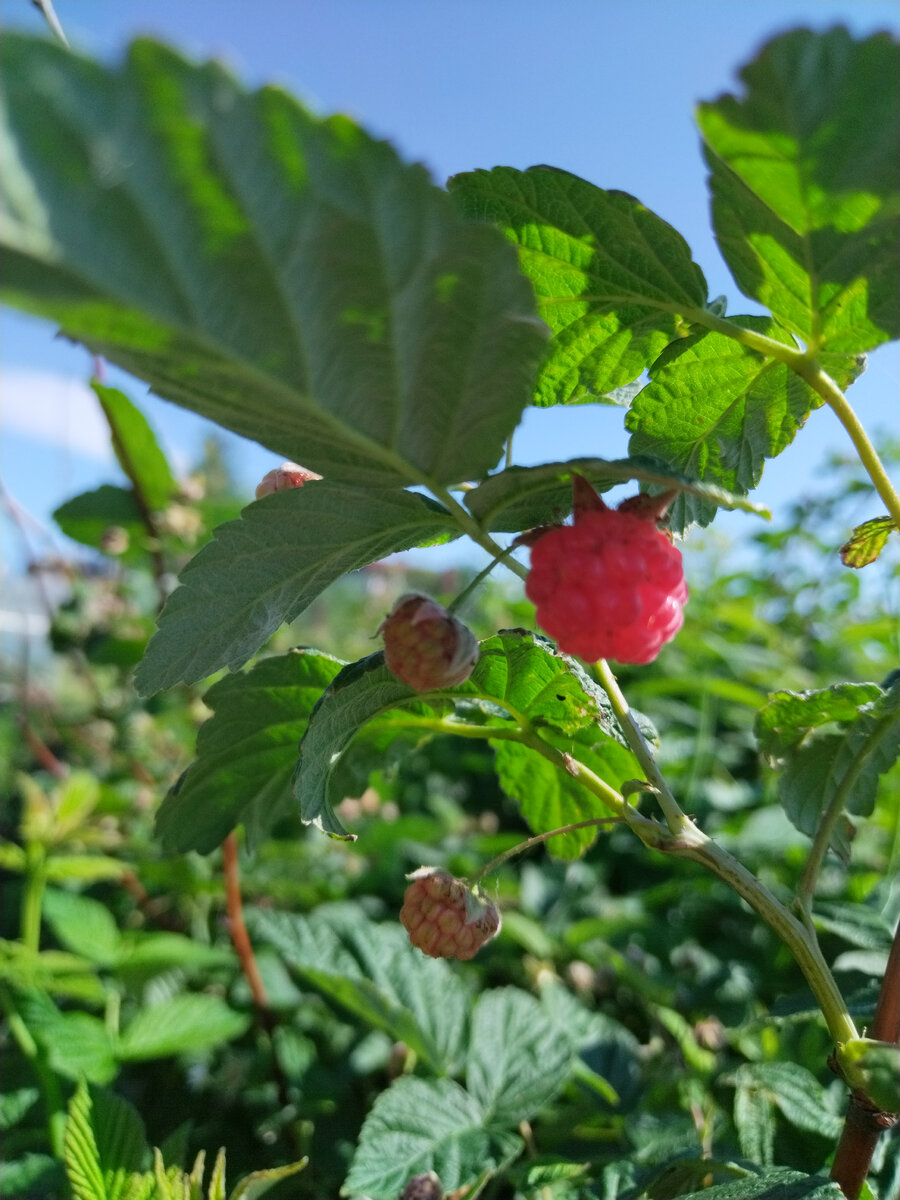 ягодка малинка