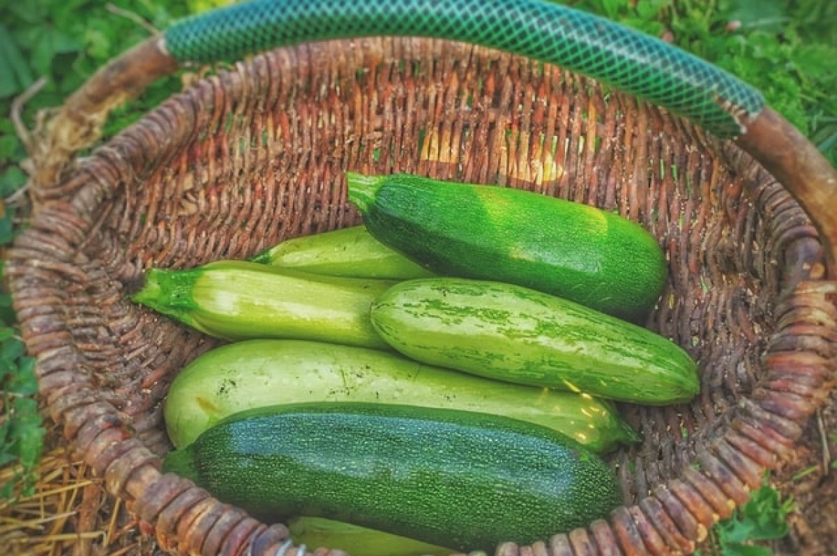    Эксперты Роспотребнадзора советуют жителям Коми есть больше кабачков в июле