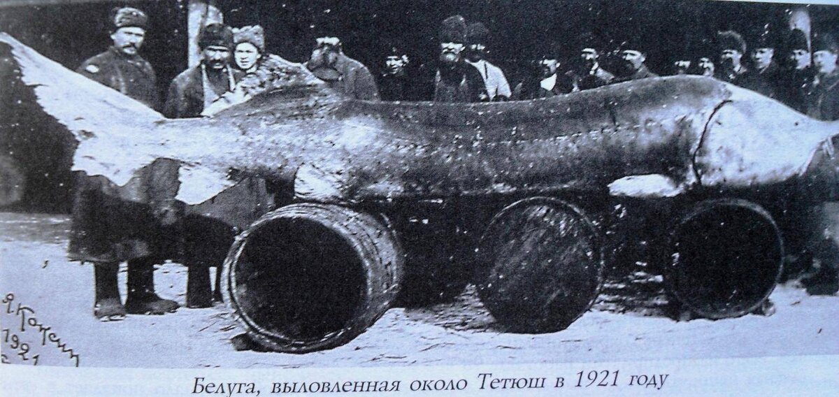 Когда не было ГЭС, белуги могли доходить очень высоко по Волге. Это белуга из Татарстана. Вес - 960 кг. И у неё было 192 кг чёрной икры. Фото: Коксин Я.
