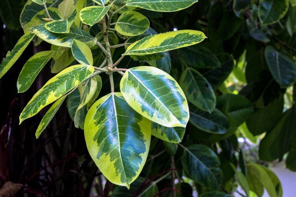 Каучуконосный фикус