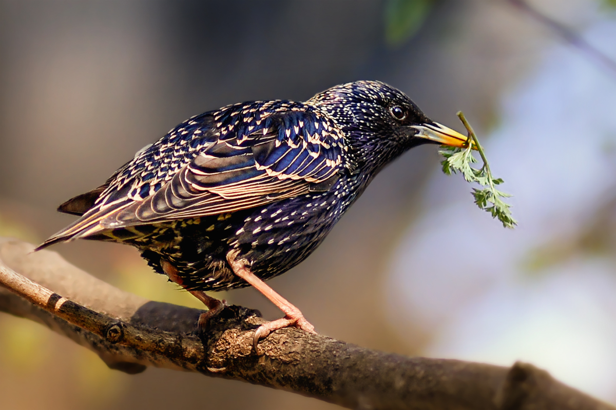 Фото взято из общего доступа в сети интернет