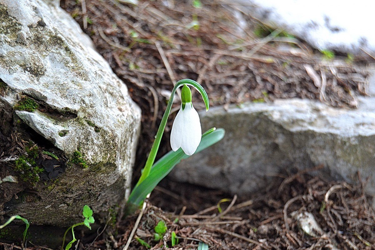                                Картинка из источника в свободном доступе.
