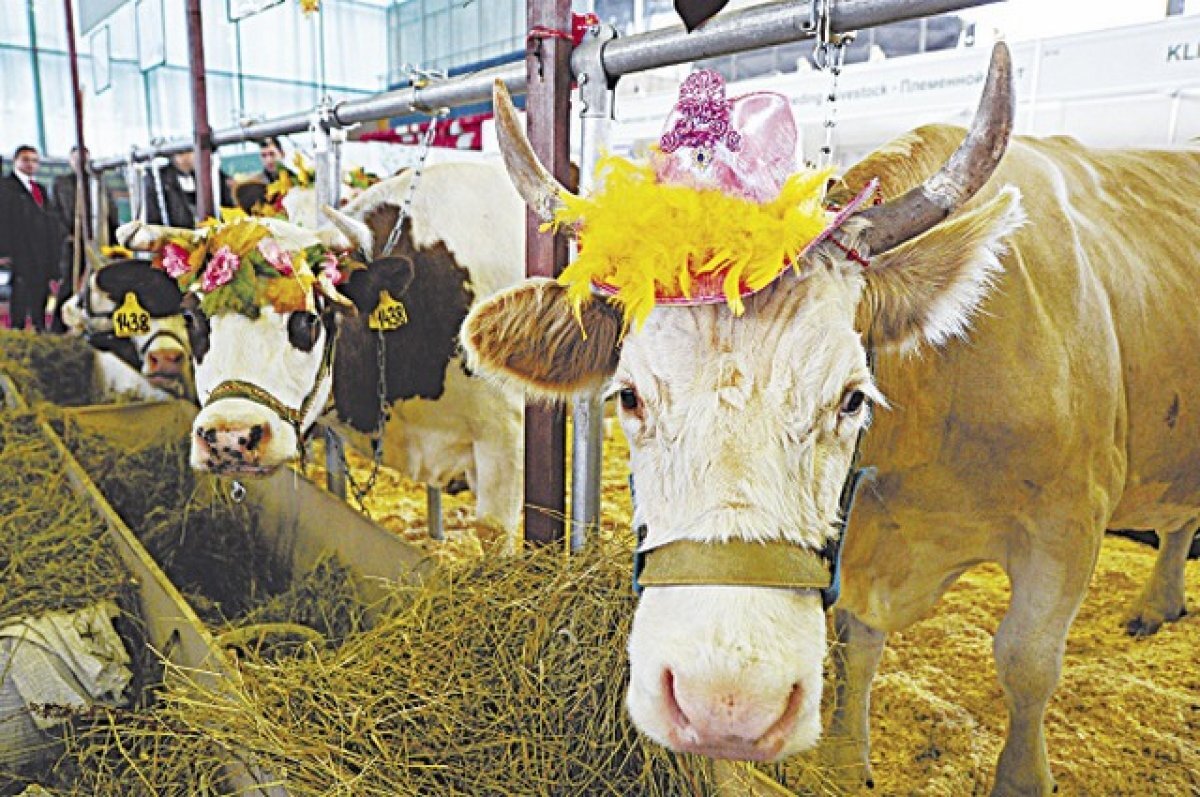    Роботизированную ферму построят в Пряже при поддержке правительства РК