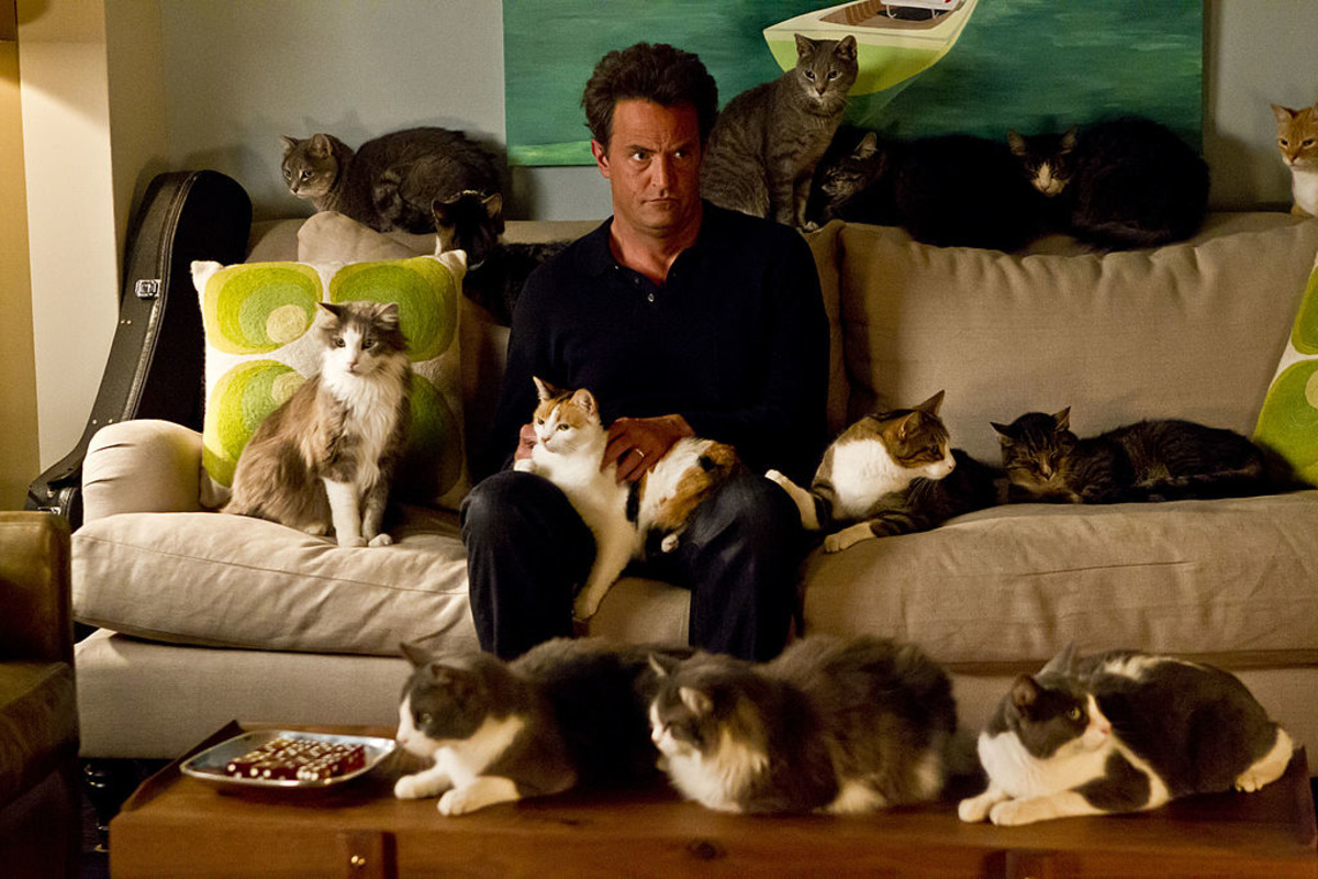Окружи кошку. Мэттью Перри с котами. Парень с кучей котов. Человек и много котов. Человек в окружении котов.