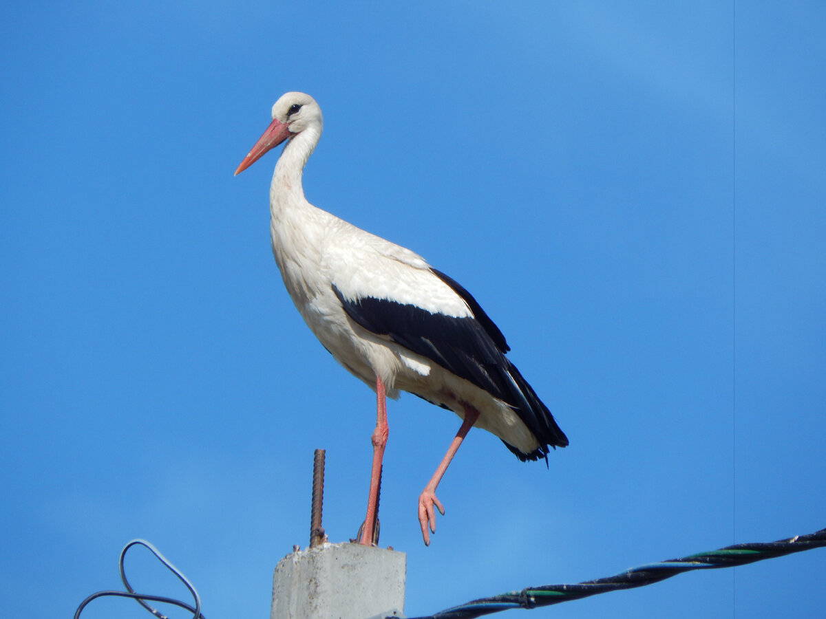 Самец аиста часто стоит на столбе пока самка сидит на яйцах