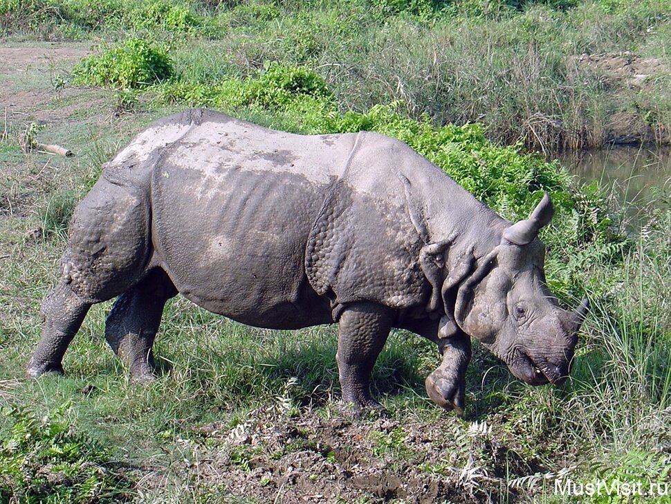 Страна носорогов. Носорог.