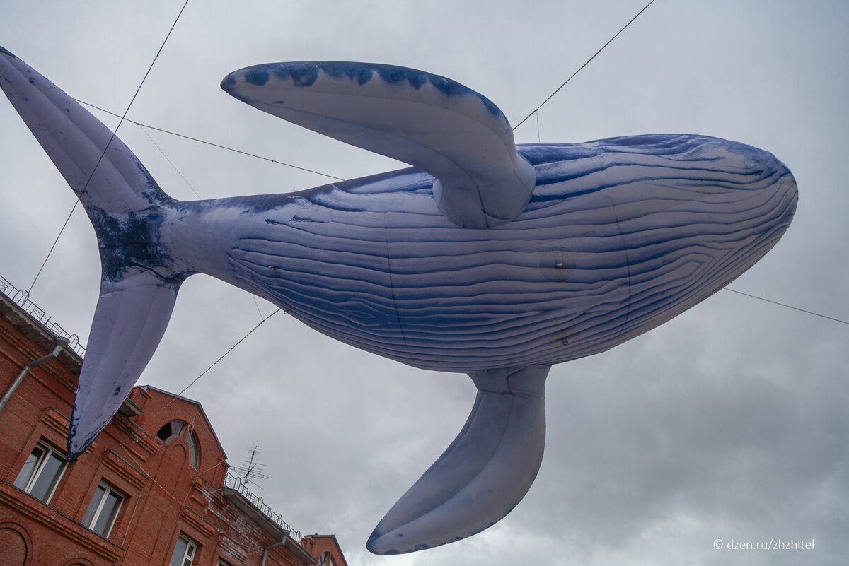Первое, что мы увидели, приехав в центр Ульяновска — летающие киты. Город старается сохранить свою историю, но он живой и креативный, это чувствуется и подкупает.-2