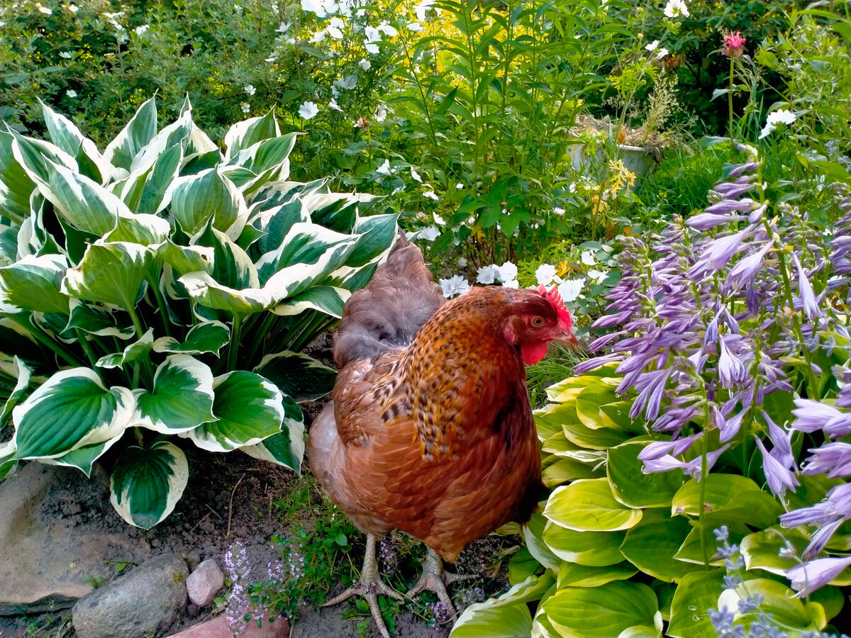 Фото курицы из самого первого моего вывода