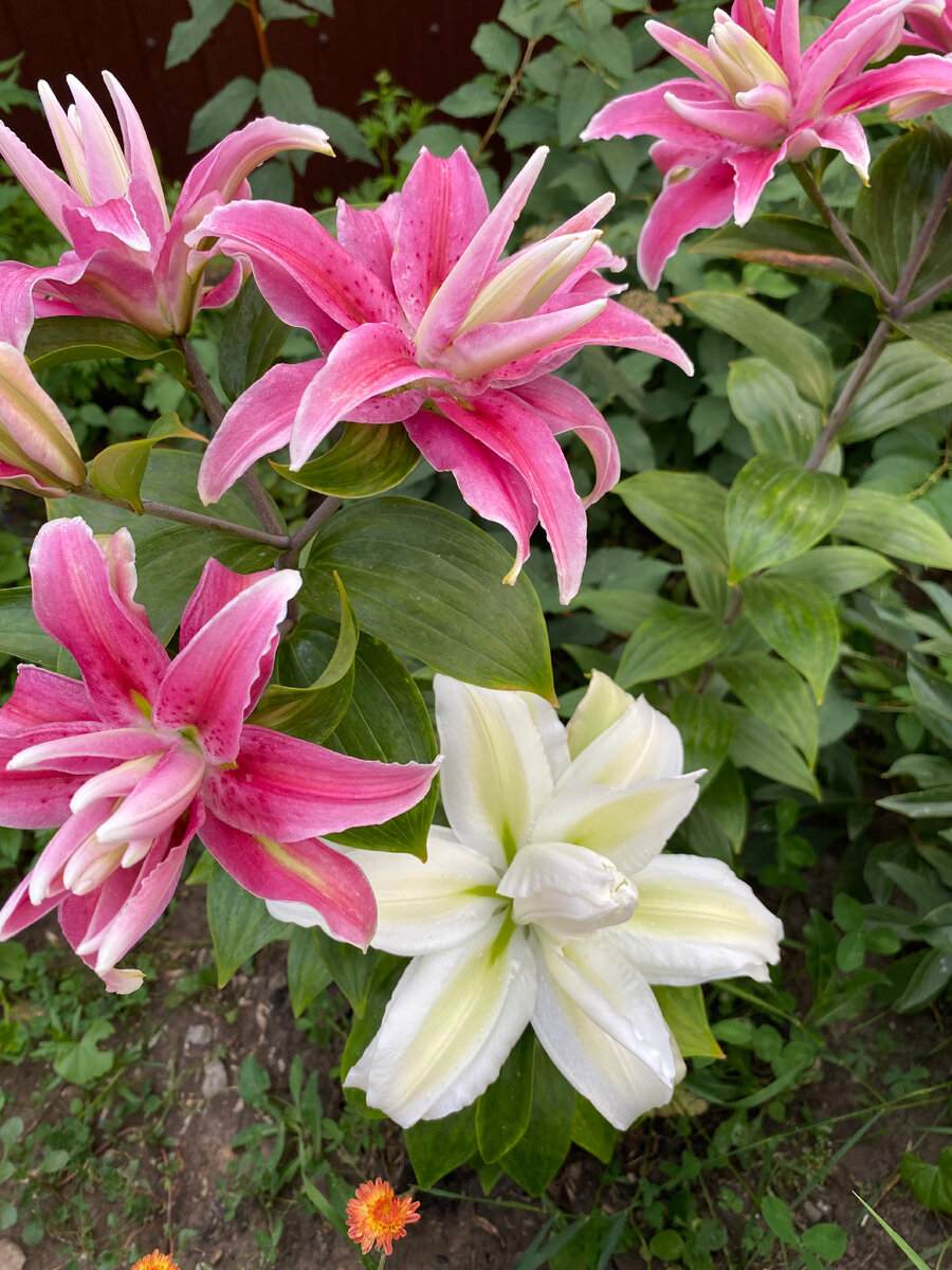 Принимать каждый шаг в жизни, он будет исходя из «а что подумают люди?» 