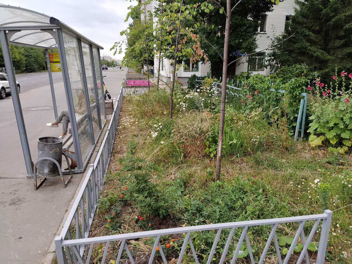 Впереди любительский палисадник с липками, мальвами, ромашками, а за ним вдалеке ярко-розовое - это профессиональная клумба. 