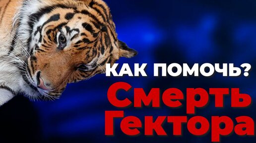 Как помочь? Смерть Гектора