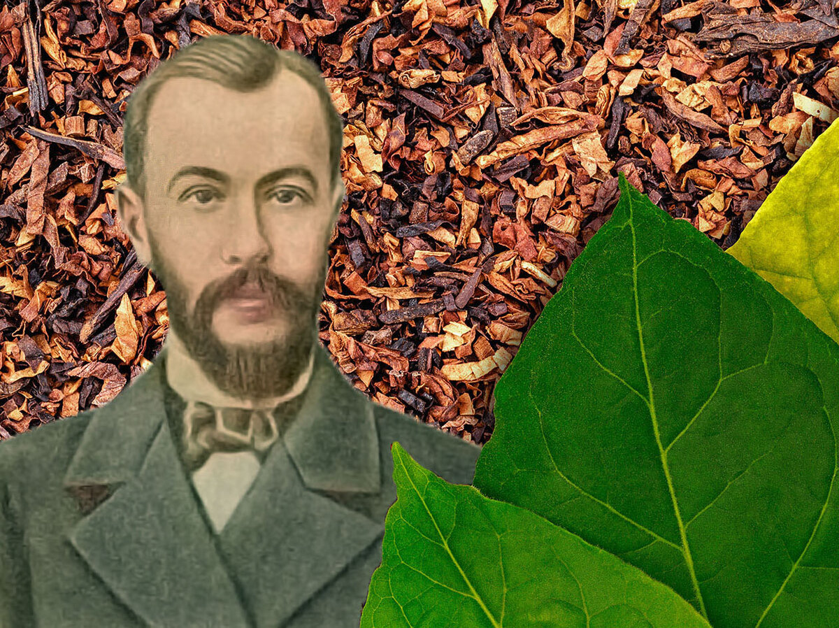 Дмитрий Ивановский и объект его исследования - табачный лист 