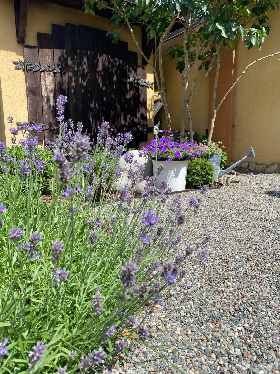 Лаванда в саду