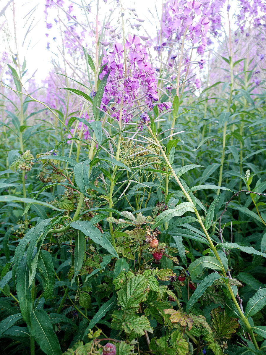 Собирая Иван-чай можно полакомиться малинкой. Фото автора