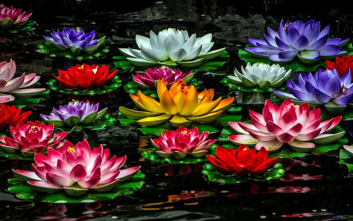 Вода цветы красиво. Лотос кувшинка. Кувшинки Лотос цветы лотоса. Разноцветные лилии нимфеи.