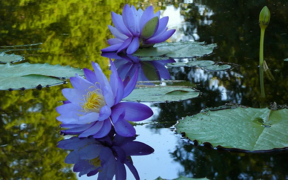 Вода цветы красиво. Голубой Лотос (Nymphaea caerulea). Numphae Lotus Нильский Лоирс. Нимфея Болотная.