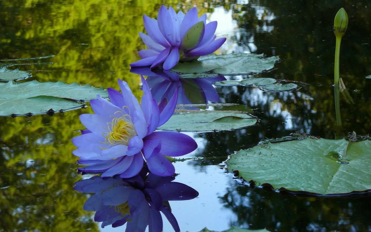 Живая вода для цветов. Голубой Лотос (Nymphaea caerulea). Голубой Лотос (растение вида Nymphea caerulea). Нимфея Капская фиолетовая. Нильский Лотос.