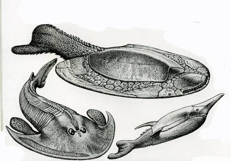 Ордовик бесчелюстные. Бесчелюстные девонского периода. Бесчелюстные позвоночные Ордовик. Бесчелюстные рыбообразные.