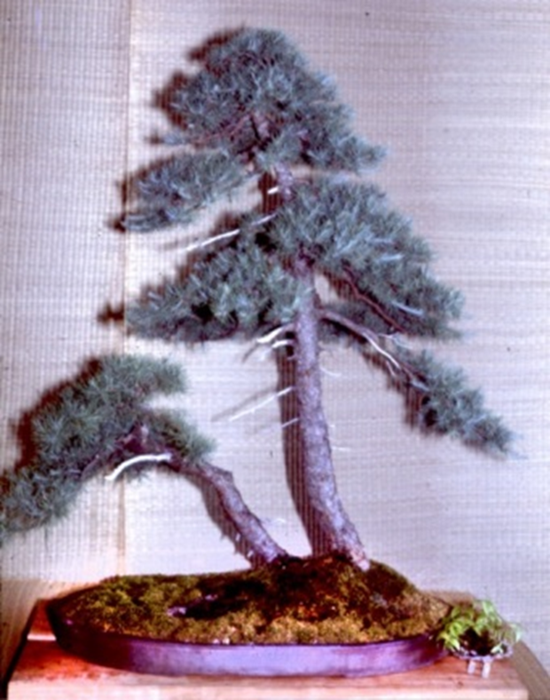 Источник: https://www.annarborbonsaisociety.org/wp-content/uploads/2020/History/Roots&Branches_Issue%2014.pdf