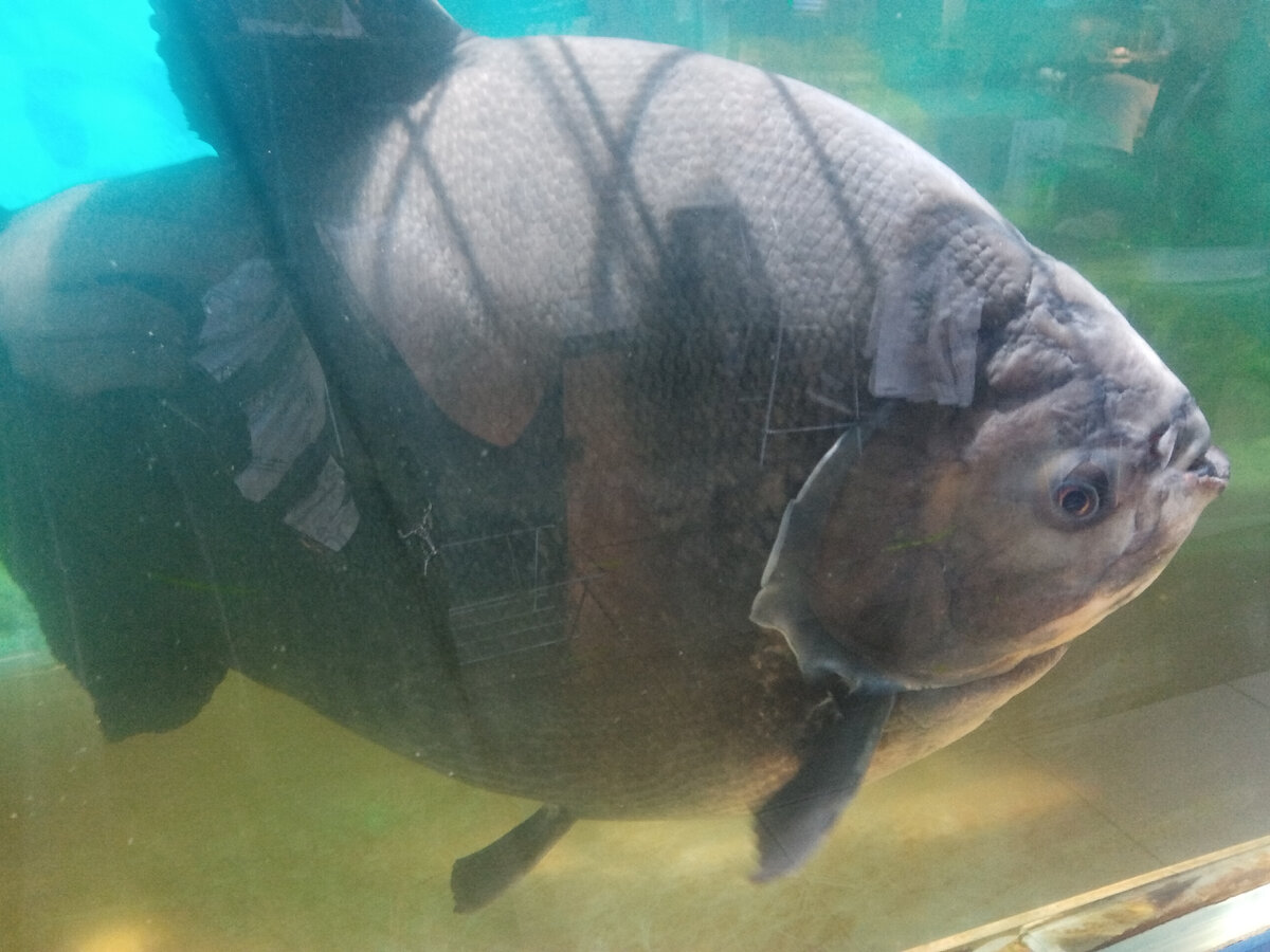 Тихоокеанский голубой тунец. Кастрирующая рыба. Гаффская (юксовская) болезнь. Кот с рыбой. Треска балтийская.