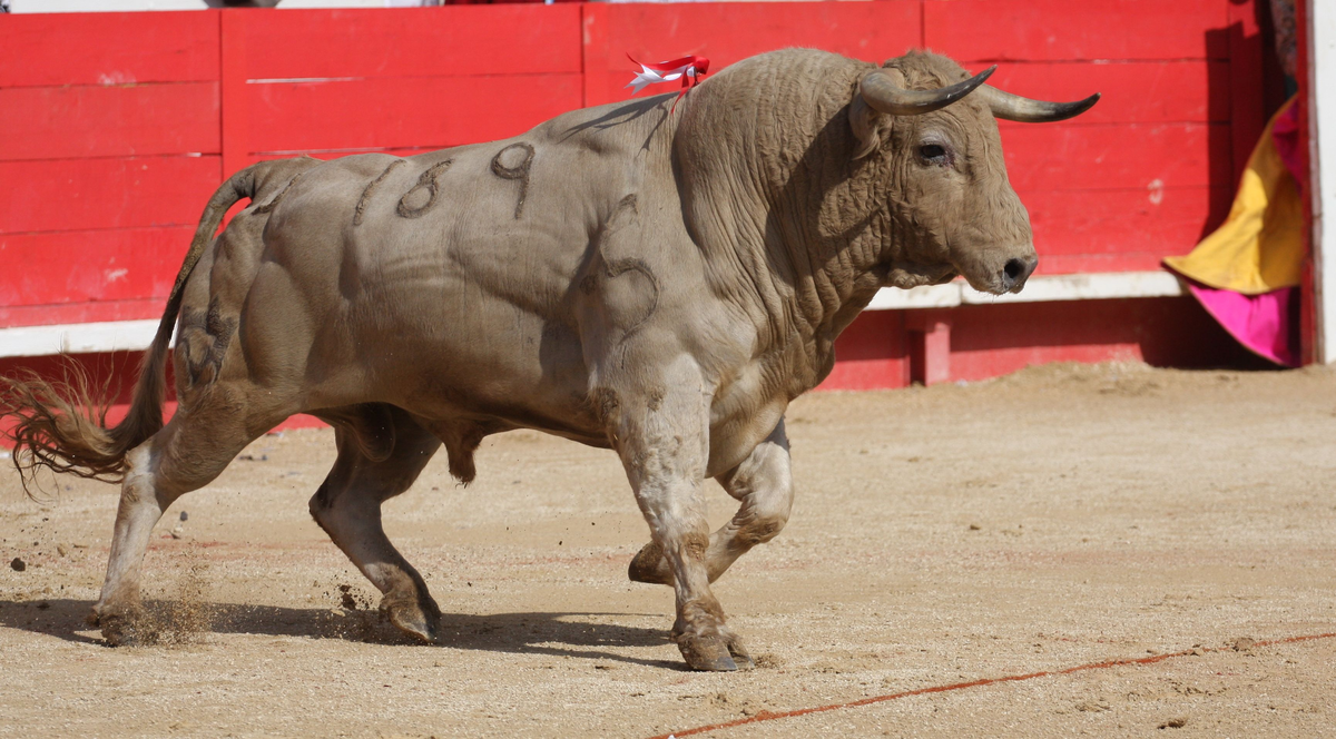 Почему быки агрессивно реагируют на красный цвет: научное объяснение