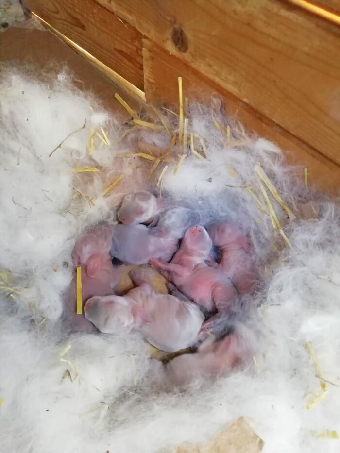 А кролик выйдет картинка