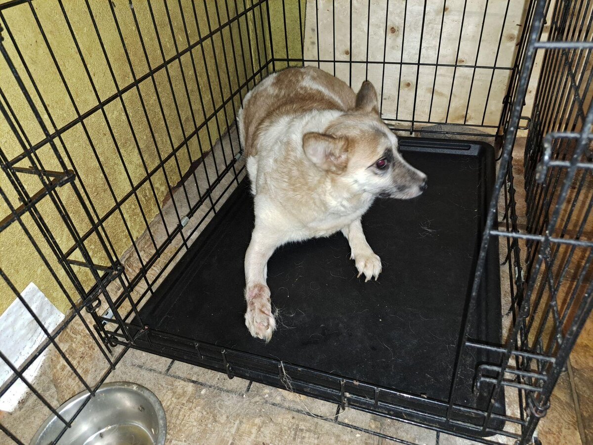 приют спасенная душа астрахань. приют спасенная душа астрахань. приют спасенная душа астрахань. спасенная душа приют астрахань. приют спасенная душа астрахань.