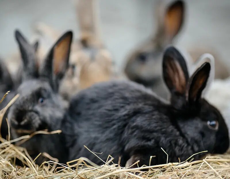 Серые и черные кролики / Источник: www.freepik.com