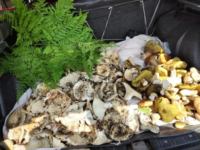    В Бузулукском бору после проливных дождей появились первые грибы Андрей Севостьянов