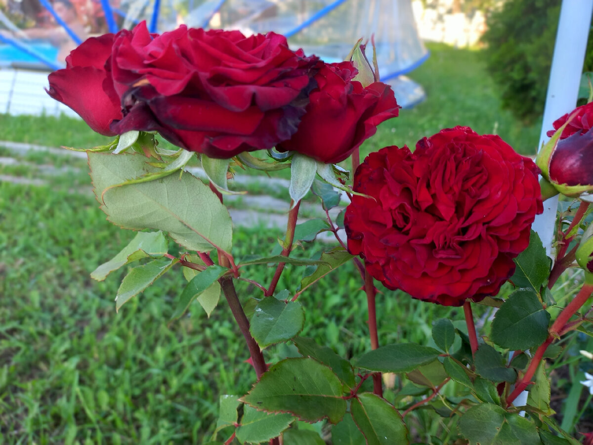 Мои красивые розы