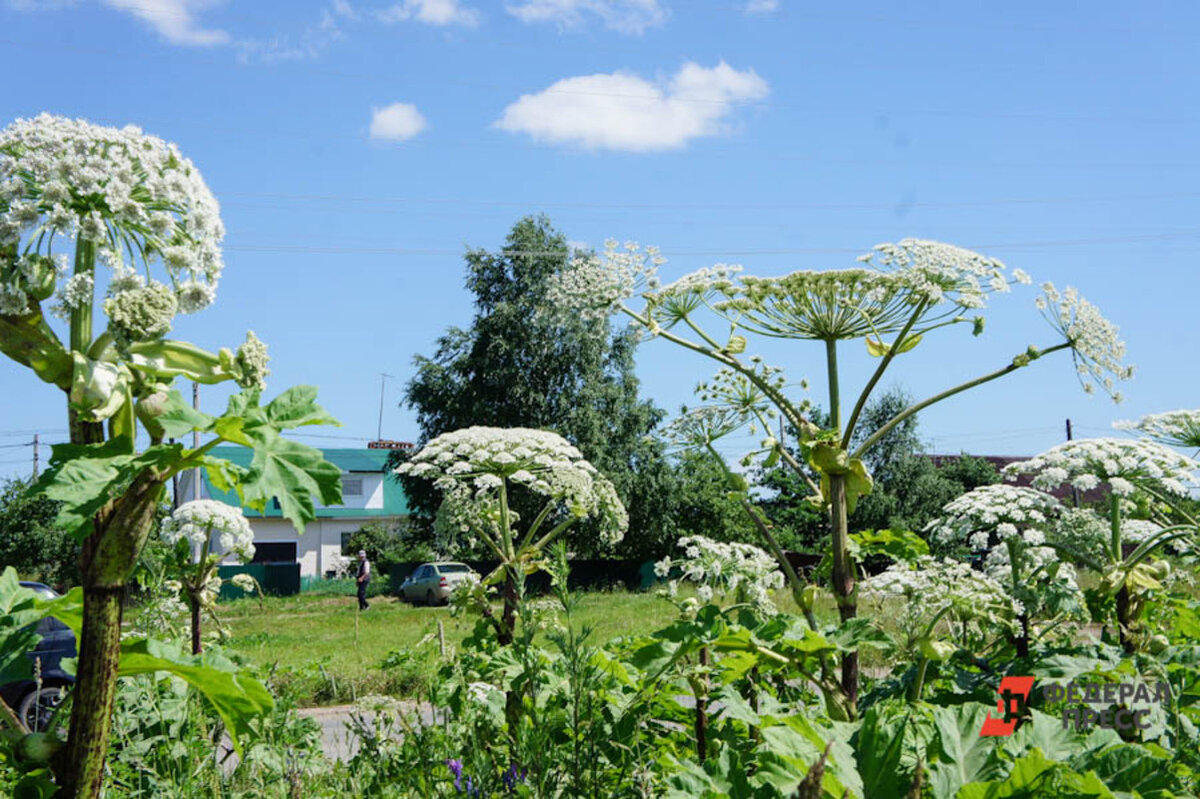 Фото борщевика весной