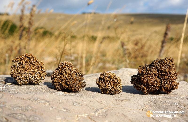 Фото: flora.crimea.ru