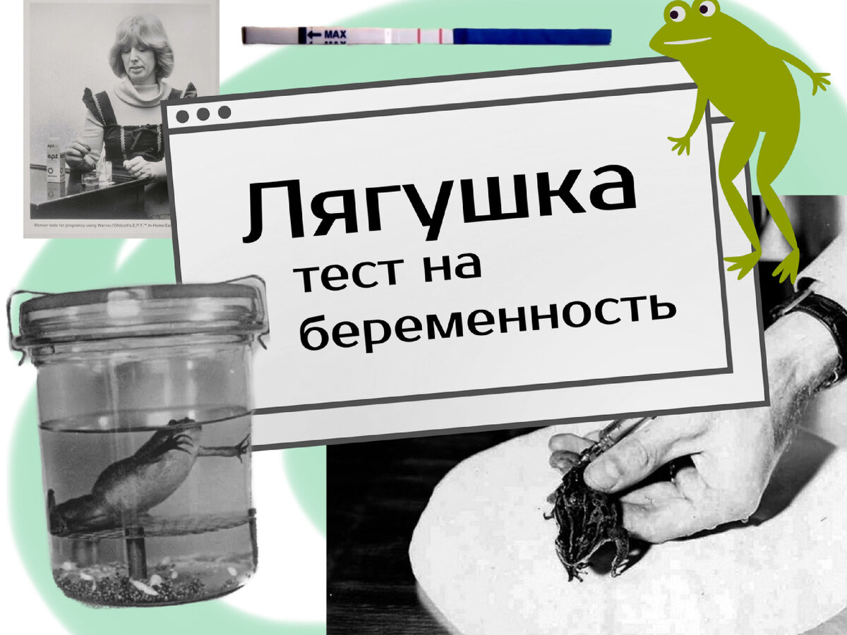 Беременная лягушка