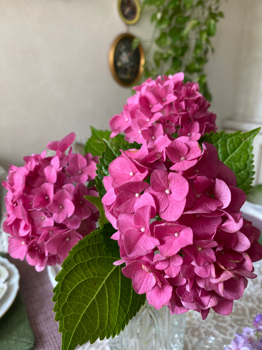 Моя уже свеженькая гортензия
