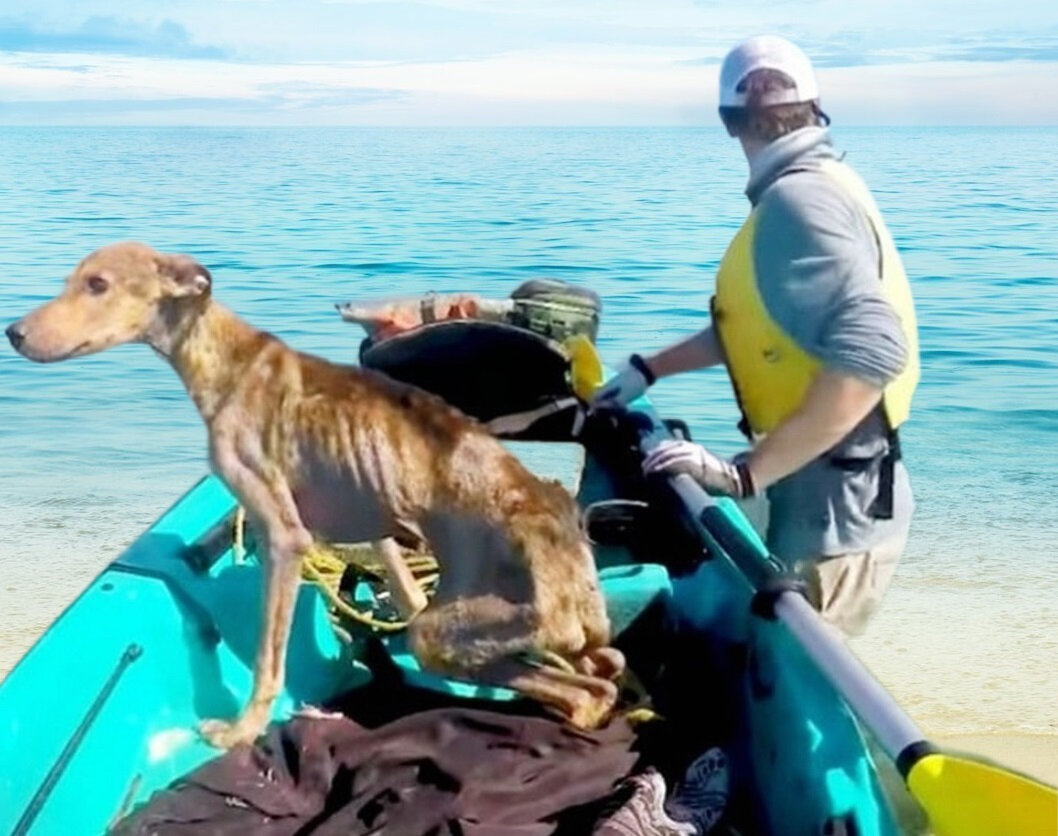 Вот так «плохо» выглядел щенок, когда Уэсли посадил его в каяк