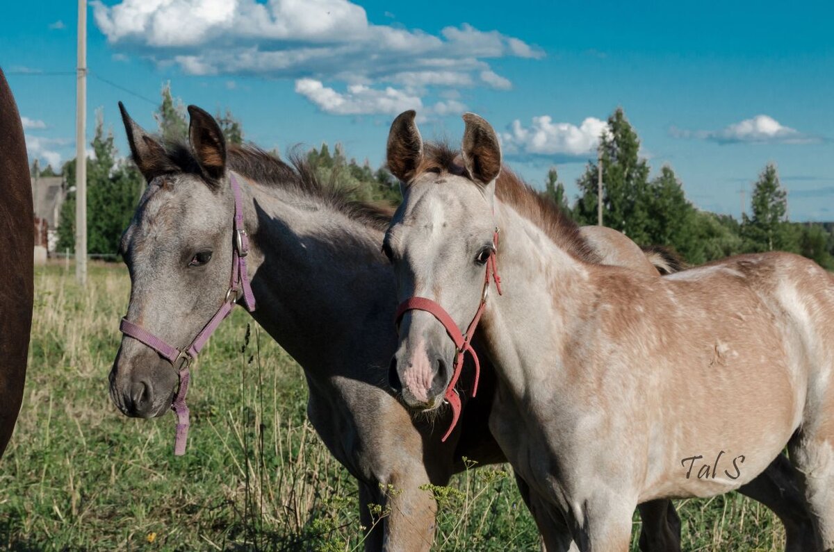 Справа Озорница, 4 месяца.