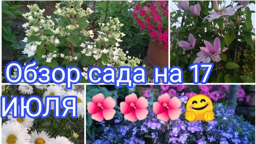 ОБЗОР САДА НА 17 ИЮЛЯ 🌺🌺🌺 КРАСКИ ЦВЕТУЩЕГО САДА 🤗💐💐💐