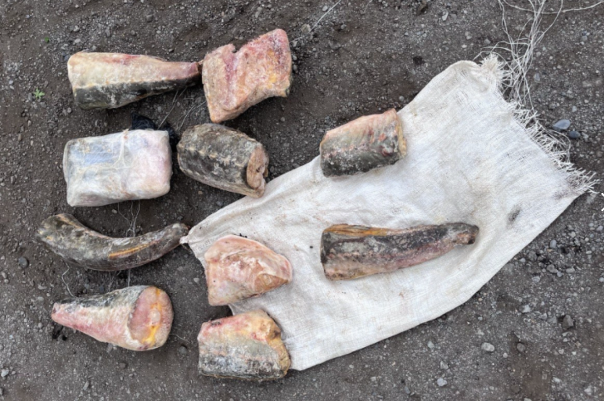    В Хабаровском крае подругам грозит 4 года тюрьмы за покупку осетра