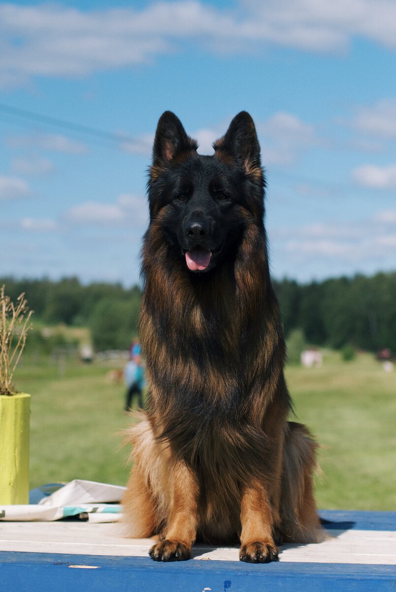 Длинношёрстный немец Локи