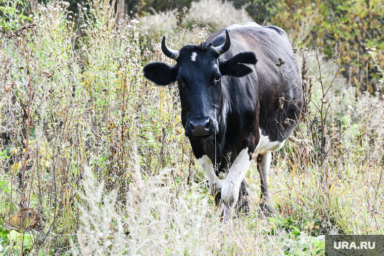    Коровы разгуливалина территории, прилегающей к пассажирскому терминалу аэропорта