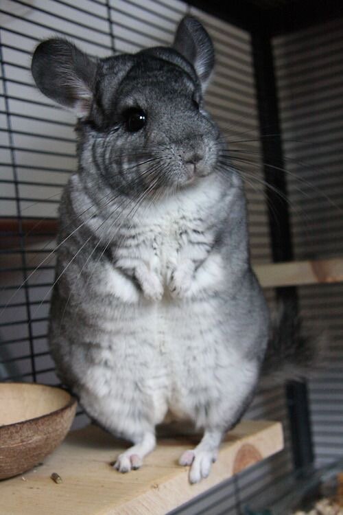 Как правильно расчесывать шиншиллу: секреты ухода за шерстью