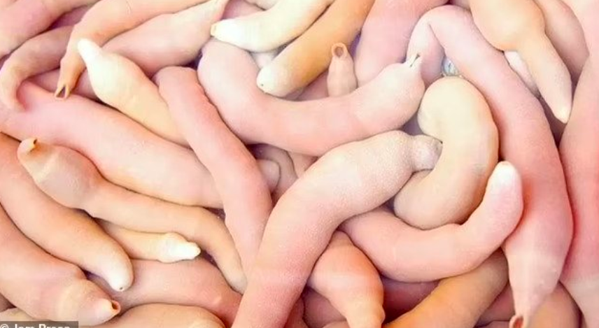 Пенисы бывают разные: виды пенисов и их особенности