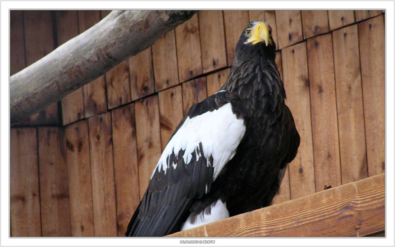 Белоплечий орлан в Новосибирском зоопарке © NickFW.ru - 06.08.2005г.