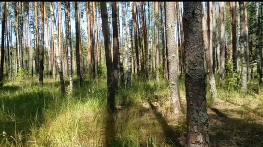 Грибное изобилие и разнообразие в Рязанской области: зонтики, рыжики, белые, маслята , бледные погвнки и всякие другие.. 22.07.2023 