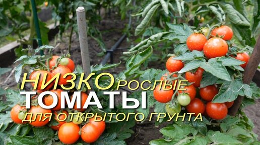 Урожайные РАННЕСПЕЛЫЕ НИЗКОРОСЛЫЕ томаты для открытого грунта.